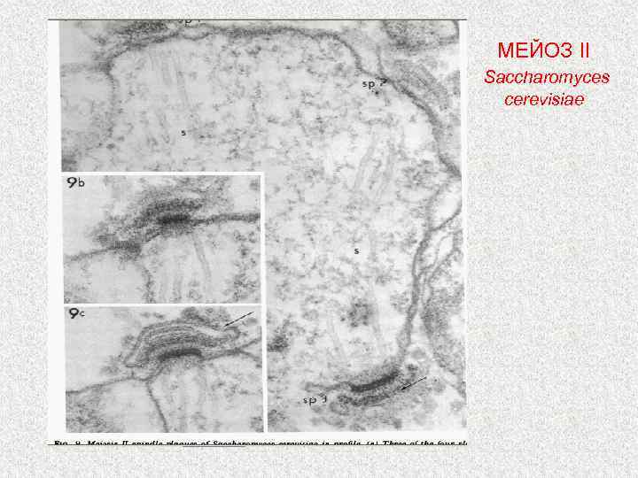 МЕЙОЗ II Saccharomyces cerevisiae 