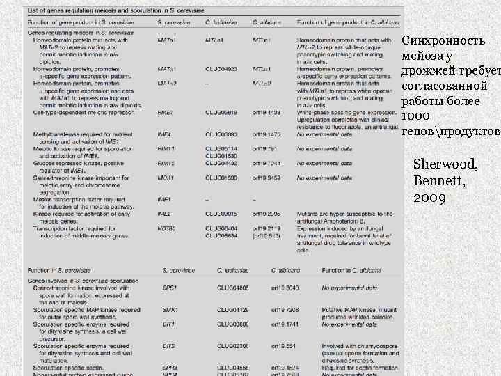 Синхронность мейоза у дрожжей требует согласованной работы более 1000 геновпродуктов Sherwood, Bennett, 2009 