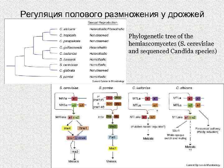 Регуляция полового размножения у дрожжей Phylogenetic tree of the hemiascomycetes (S. cerevisiae and sequenced