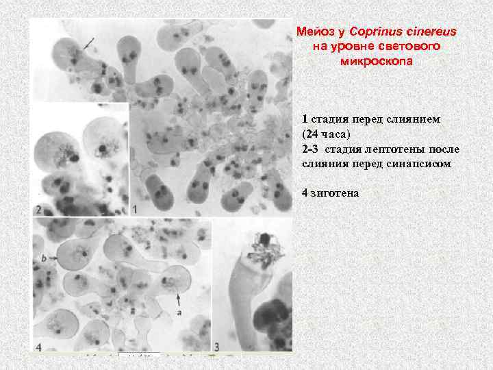 Мейоз у Coprinus cinereus на уровне светового микроскопа 1 стадия перед слиянием (24 часа)