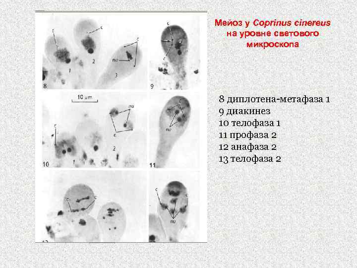 Мейоз у Coprinus cinereus на уровне светового микроскопа 8 диплотена-метафаза 1 9 диакинез 10