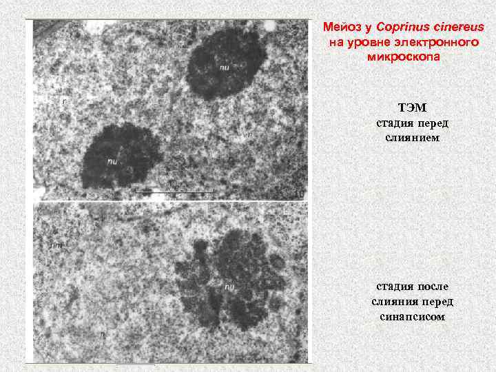 Мейоз у Coprinus cinereus на уровне электронного микроскопа ТЭМ стадия перед слиянием стадия после