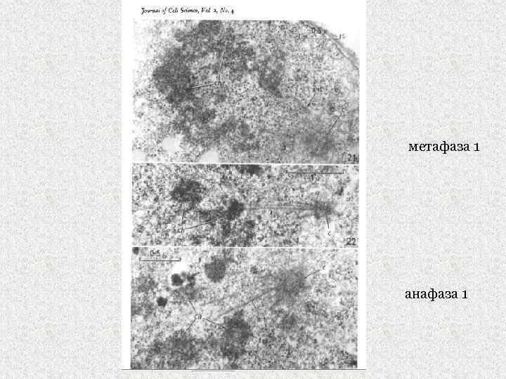 метафаза 1 анафаза 1 