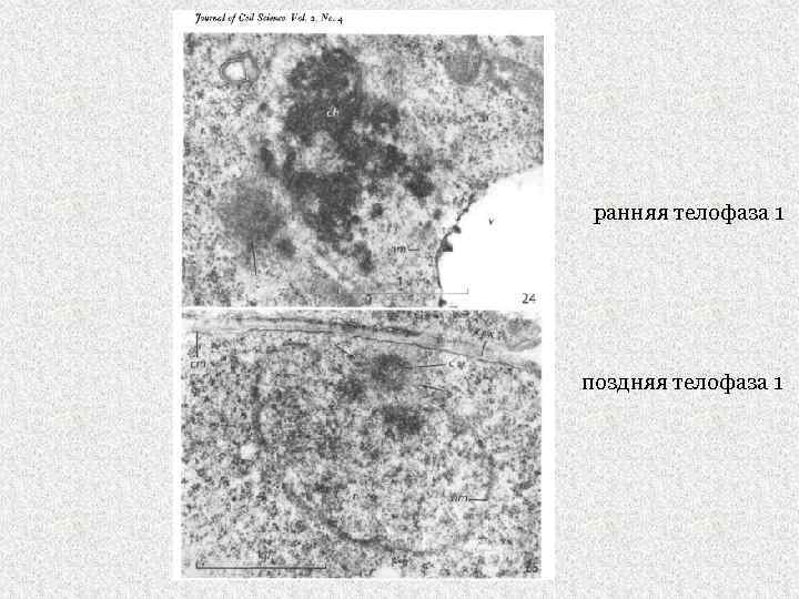 ранняя телофаза 1 поздняя телофаза 1 