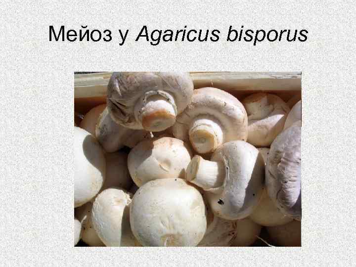 Мейоз у Agaricus bisporus 