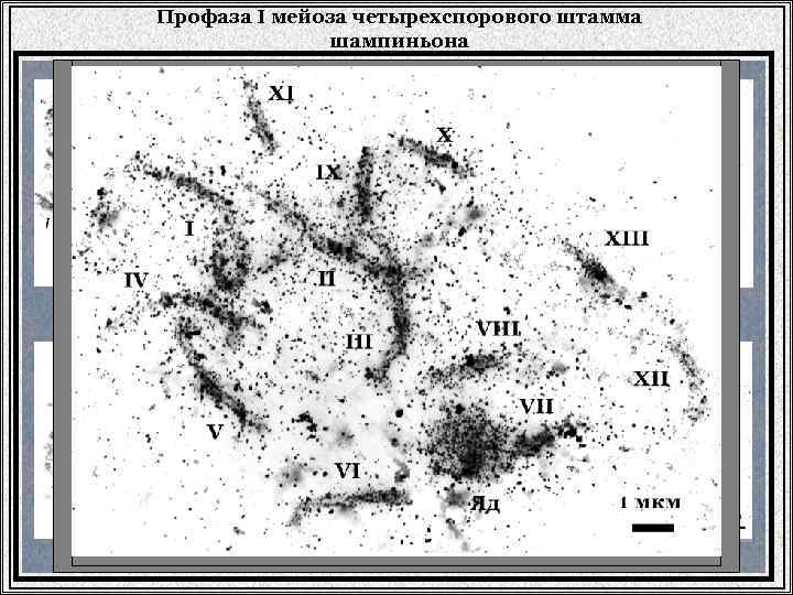 Профаза I мейоза четырехспорового штамма шампиньона Ранняя зиготена Лептотена Зиготена Пахитена Поздняя зиготена Пахитена