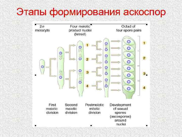 Этапы формирования аскоспор 