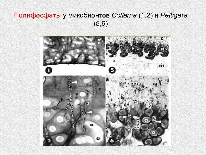 Полифосфаты у микобионтов Collema (1, 2) и Peltigera (5, 6) 