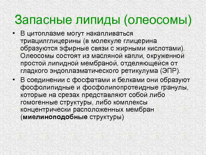 Запасные липиды (олеосомы) • В цитоплазме могут накапливаться триацилглицерины (в молекуле глицерина образуются эфирные