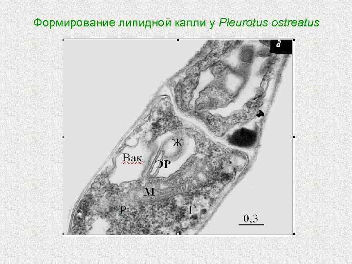 Формирование липидной капли у Pleurotus ostreatus 