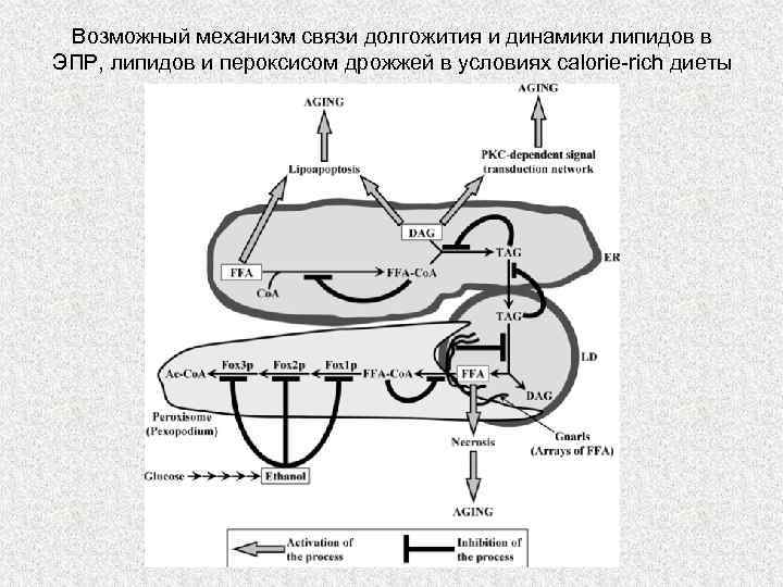 Возможный механизм связи долгожития и динамики липидов в ЭПР, липидов и пероксисом дрожжей в