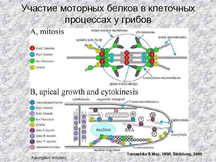 Участие моторных белков в клеточных процессах у грибов Aspergillus nidulans Yamashita & May, 1998;