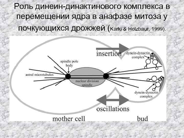 Роль динеин-динактинового комплекса в перемещении ядра в анафазе митоза у почкующихся дрожжей (Karki &
