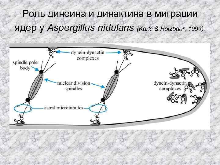 Роль динеина и динактина в миграции ядер у Aspergillus nidulans (Karki & Holzbaur, 1999).