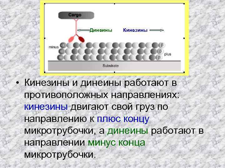 Динеины Кинезины • Кинезины и динеины работают в противоположных направлениях: кинезины двигают свой груз