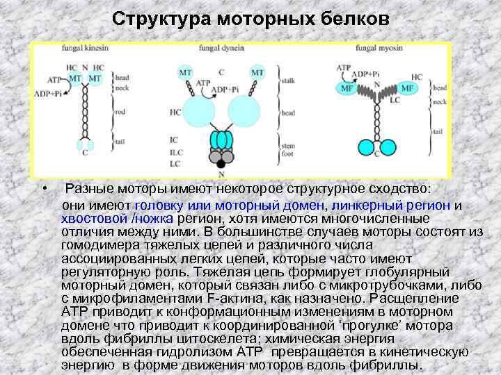 Структура моторных белков • Разные моторы имеют некоторое структурное сходство: они имеют головку или