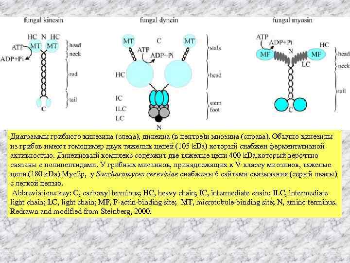 Диаграммы грибного кинезина (слева), динеина (в центре)и миозина (справа). Обычно кинезины из грибов имеют