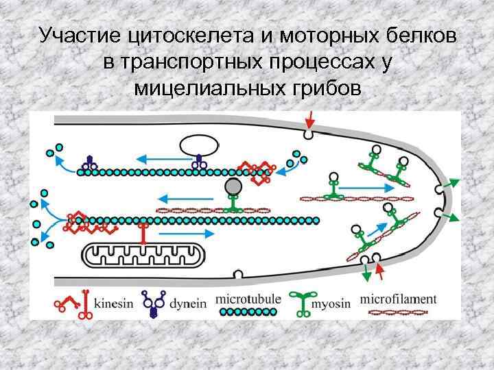 Участие цитоскелета и моторных белков в транспортных процессах у мицелиальных грибов 