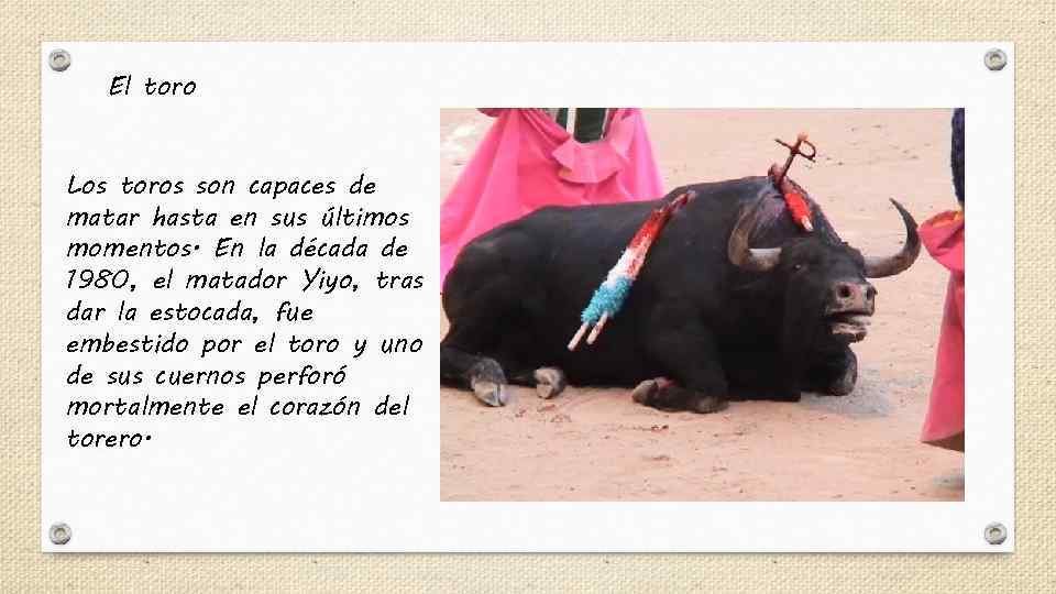El toro Los toros son capaces de matar hasta en sus últimos momentos. En