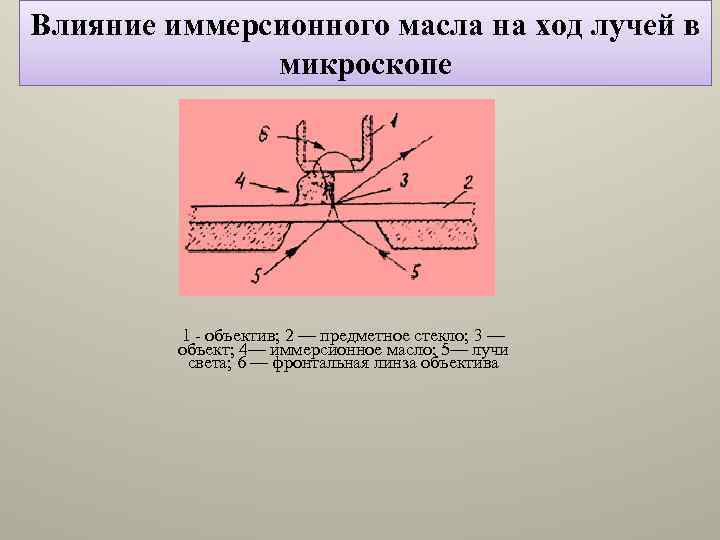 Влияние иммерсионного масла на ход лучей в микроскопе 1 - объектив; 2 — предметное