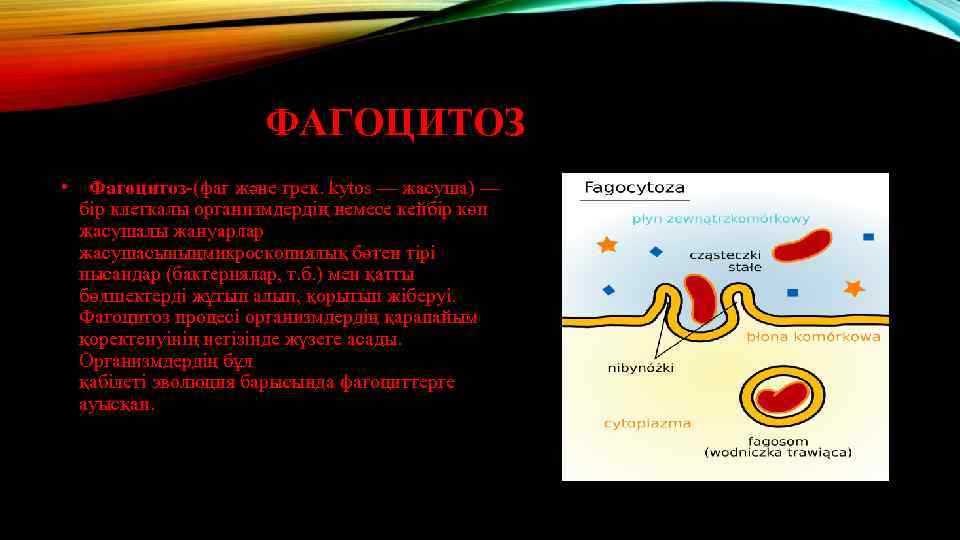 ФАГОЦИТОЗ • Фагоцитоз-(фаг және грек. kytos — жасуша) — бір клеткалы организмдердің немесе кейбір