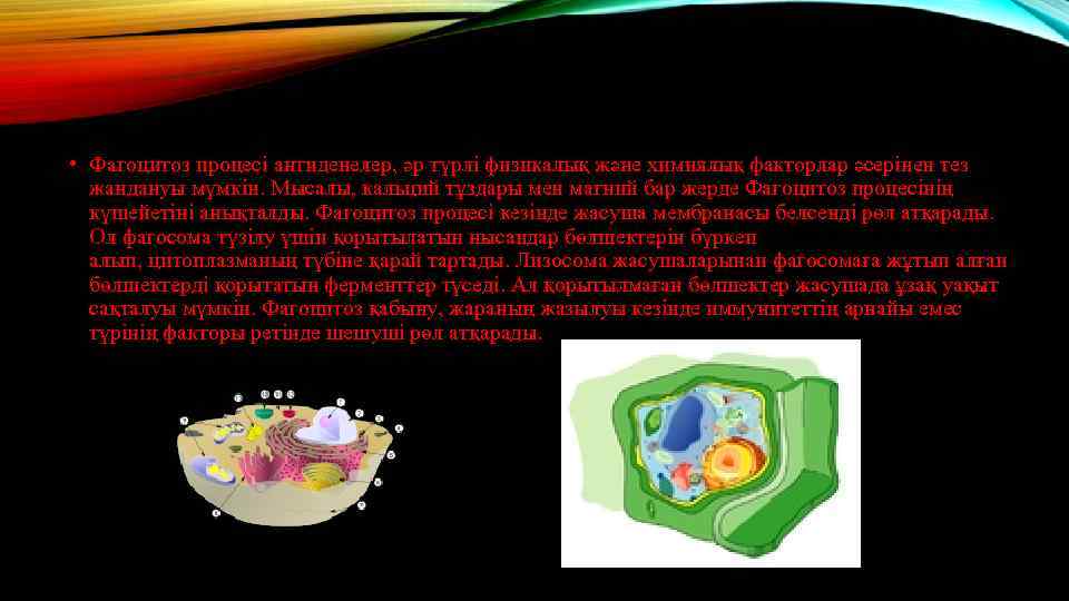  • Фагоцитоз процесі антиденелер, әр түрлі физикалық және химиялық факторлар әсерінен тез жандануы