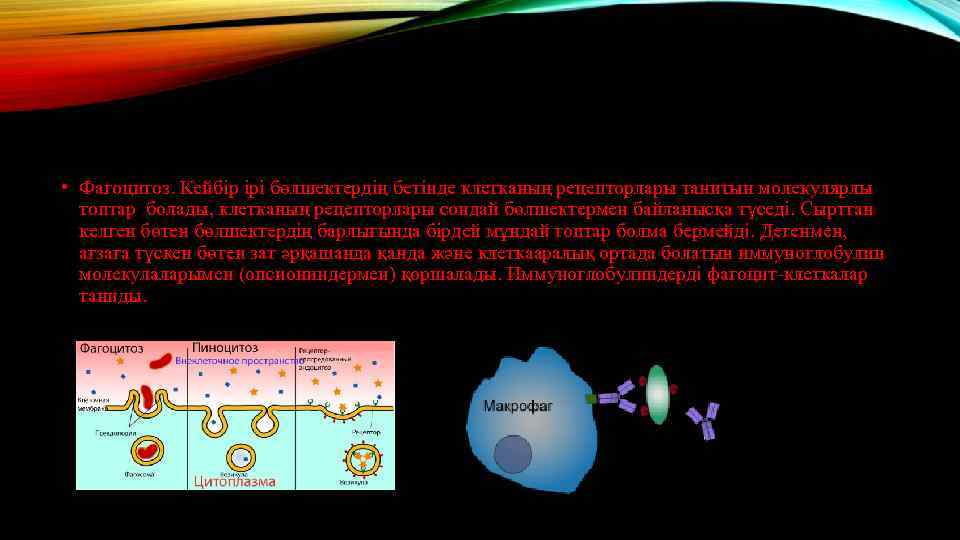  • Фагоцитоз. Кейбір ірі бөлшектердің бетінде клетканың рецепторлары танитын молекулярлы топтар болады, клетканың