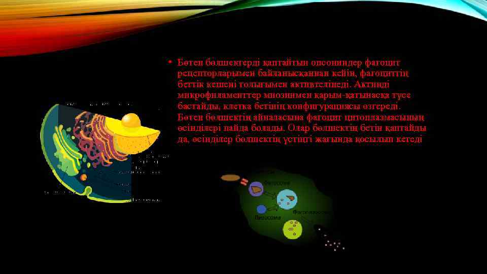  • Бөтен бөлшектерді қаптайтын опсониндер фагоцит рецепторларымен байланысқаннан кейін, фагоциттің беттік кешені толығымен
