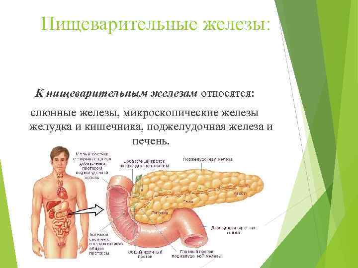 Пищеварительные железы: К пищеварительным железам относятся: слюнные железы, микроскопические железы желудка и кишечника, поджелудочная
