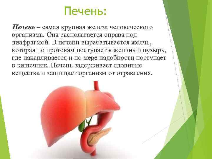 Печень: Печень – самая крупная железа человеческого организма. Она располагается справа под диафрагмой. В