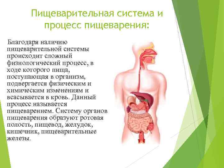 Пищеварительная система и процесс пищеварения: Благодаря наличию пищеварительной системы происходит сложный физиологический процесс, в
