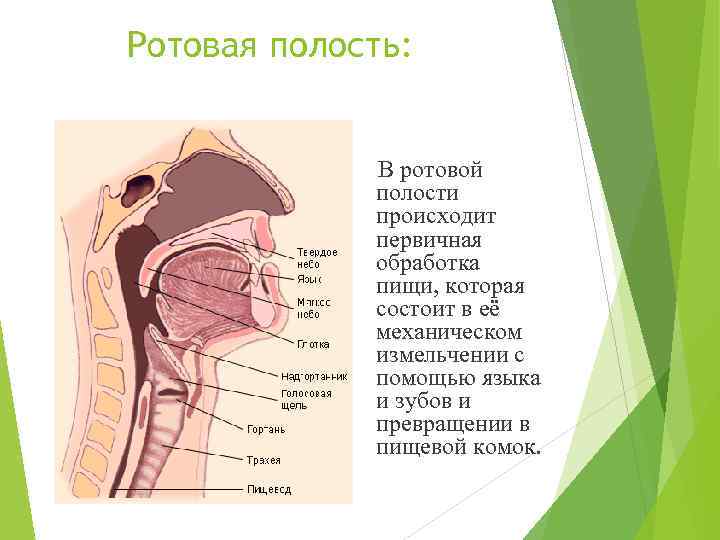 Боковую стенку полости рта образует мышца