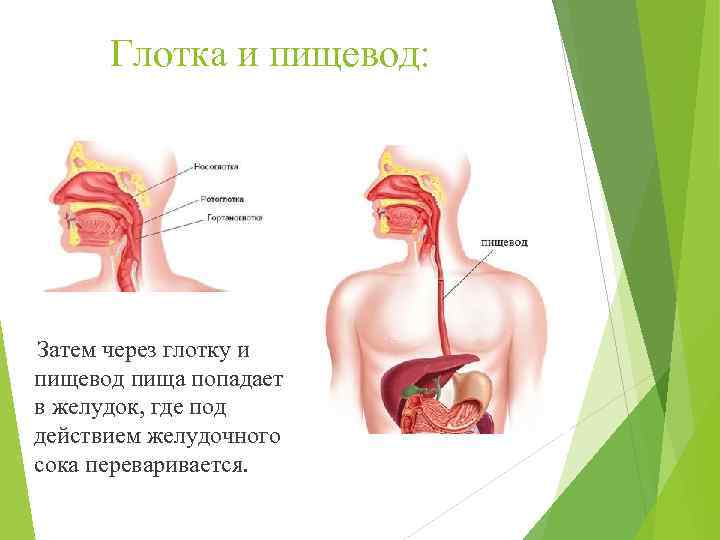 Глотка и пищевод: Затем через глотку и пищевод пища попадает в желудок, где под