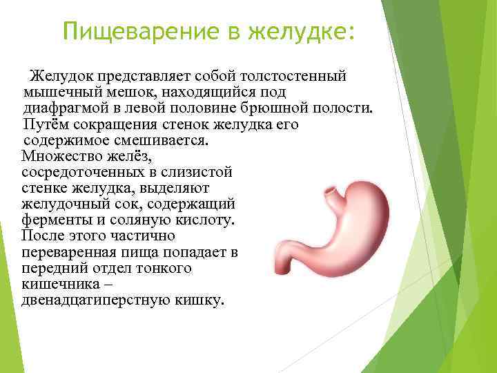 Пищеварение в желудке: Желудок представляет собой толстостенный мышечный мешок, находящийся под диафрагмой в левой
