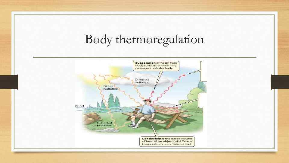 Body thermoregulation 