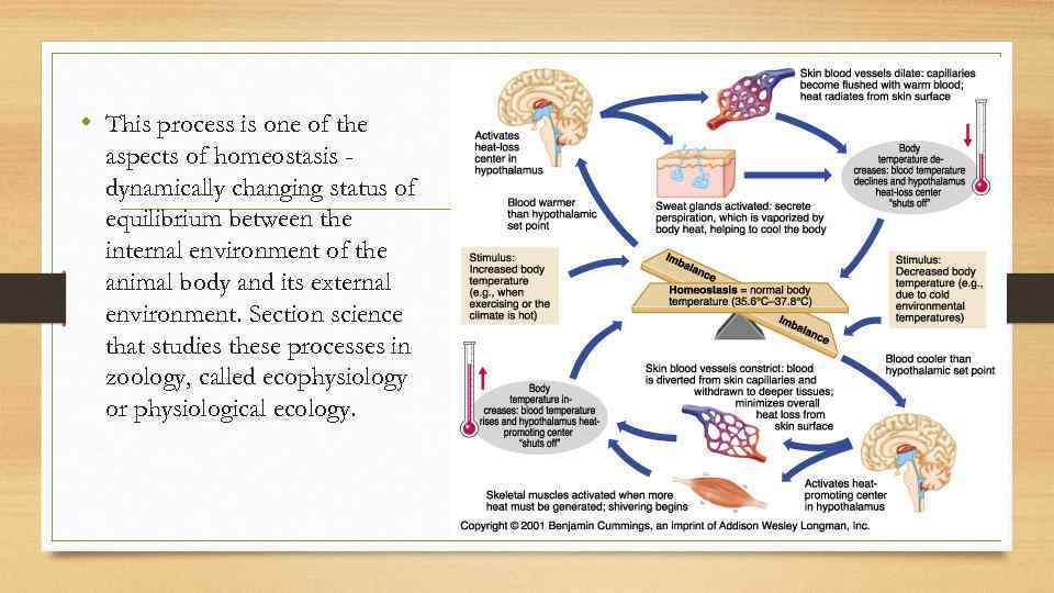  • This process is one of the aspects of homeostasis dynamically changing status