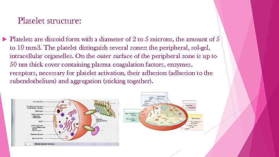 Platelet structure: Platelets are discoid form with a diameter of 2 to 5 microns,