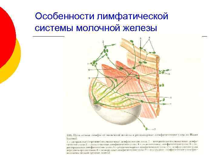 Особенности лимфатической системы молочной железы 