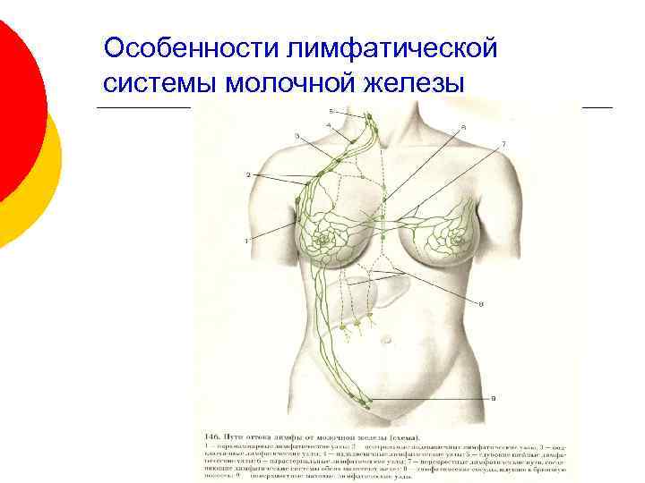 Особенности лимфатической системы молочной железы 