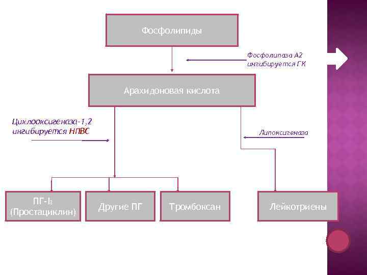 Фосфолипиды Фосфолипаза А 2 ингибируется ГК Арахидоновая кислота Циклооксигеназа-1, 2 ингибируется НПВС ПГ-I 2