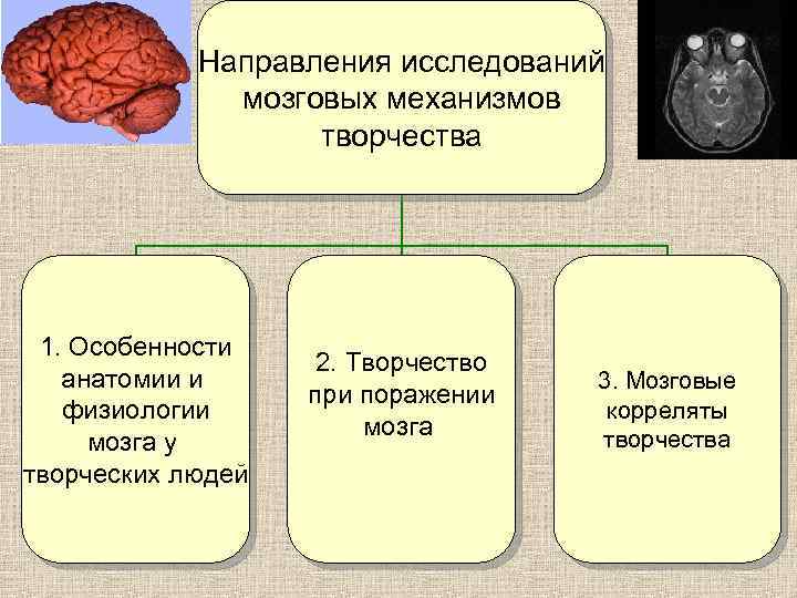 Направления исследований мозговых механизмов творчества 1. Особенности анатомии и физиологии мозга у творческих людей
