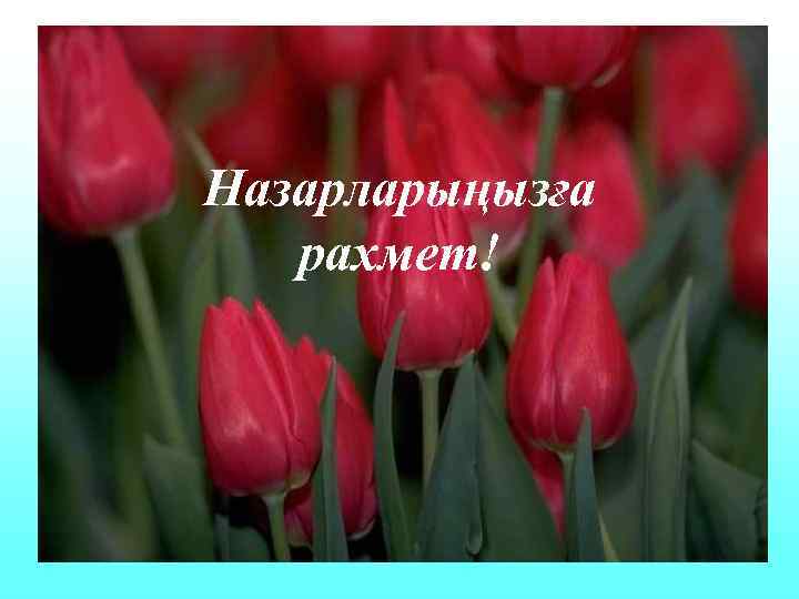 Назарларыңызға рахмет! 