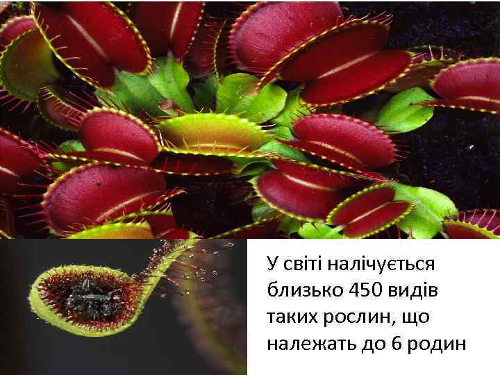 У світі налічується близько 450 видів таких рослин, що належать до 6 родин 