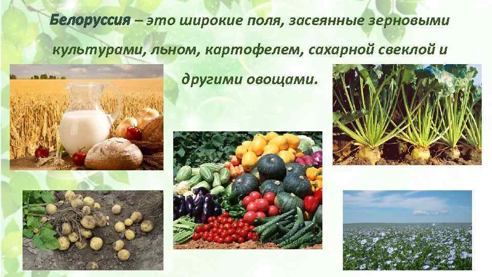 Белоруссия – это широкие поля, засеянные зерновыми культурами, льном, картофелем, сахарной свеклой и другими