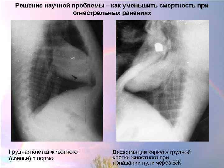 Решение научной проблемы – как уменьшить смертность при огнестрельных ранениях Грудная клетка животного (свиньи)