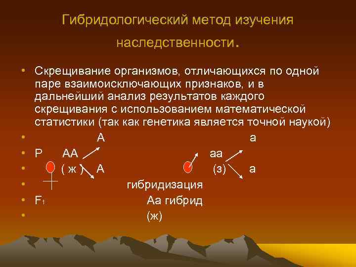 Гибридологический метод изучения наследственности. • Скрещивание организмов, отличающихся по одной паре взаимоисключающих признаков, и