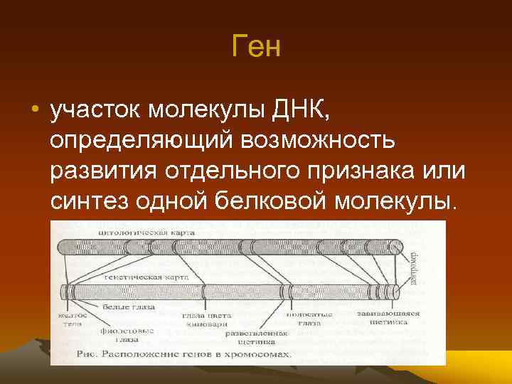 Ген • участок молекулы ДНК, определяющий возможность развития отдельного признака или синтез одной белковой