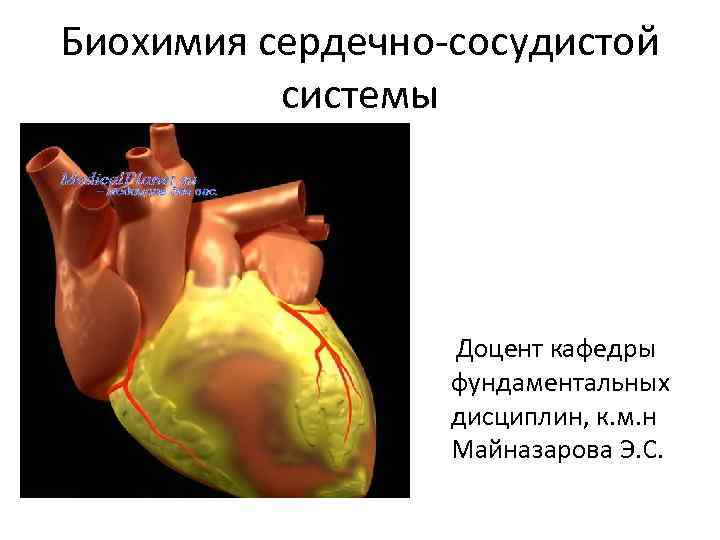 Биохимия сердечно-сосудистой системы Доцент кафедры фундаментальных дисциплин, к. м. н Майназарова Э. С. 