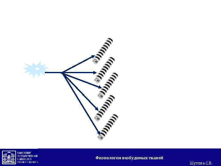 Двигательная единица Физиология возбудимых тканей Шутова С. В. 