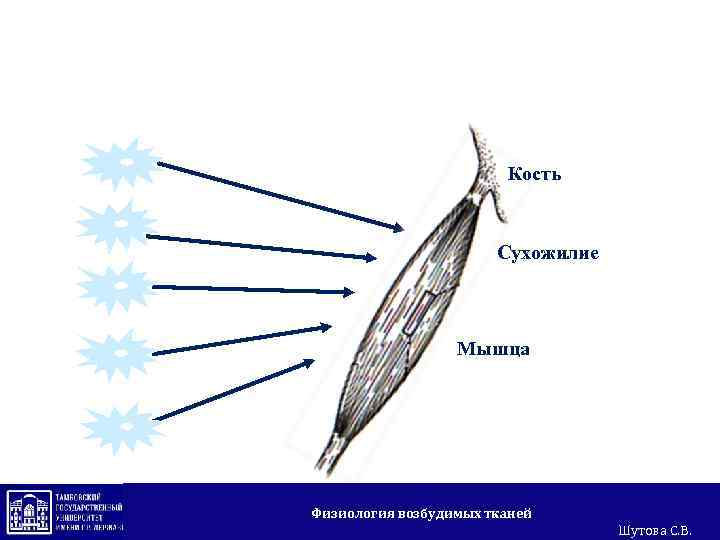 Мотонейронный пул Кость Сухожилие Мышца Физиология возбудимых тканей Шутова С. В. 